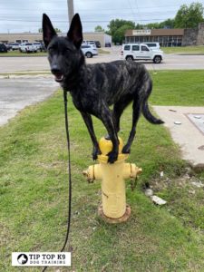 Dog Training In Colleyville Texas | Dog Training