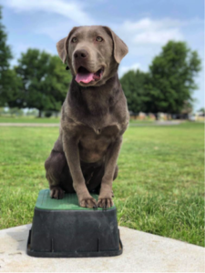 The Best Tulsa Dog Training