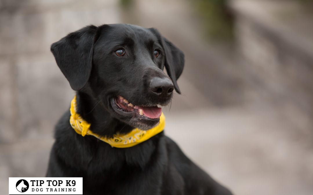 Top Dog Training West Jordan Utah| New Dog?