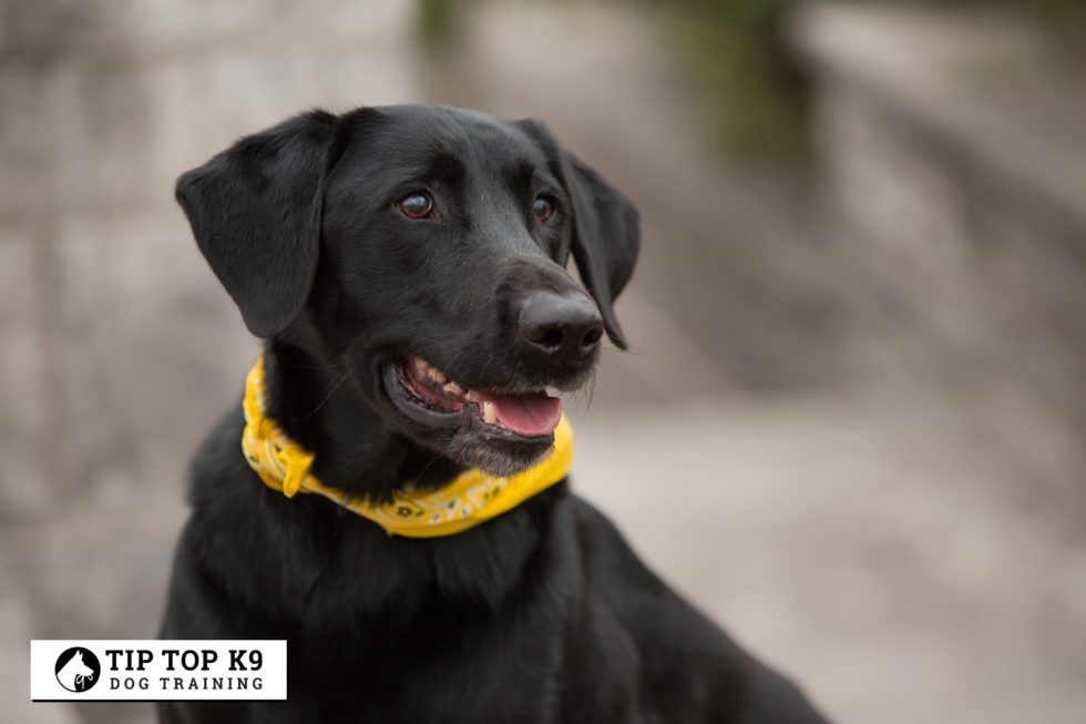 Top Dog Training West Jordan Utah A Better Life With Your Pet