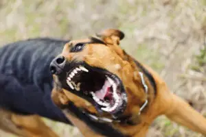 angry dog with bared teeth