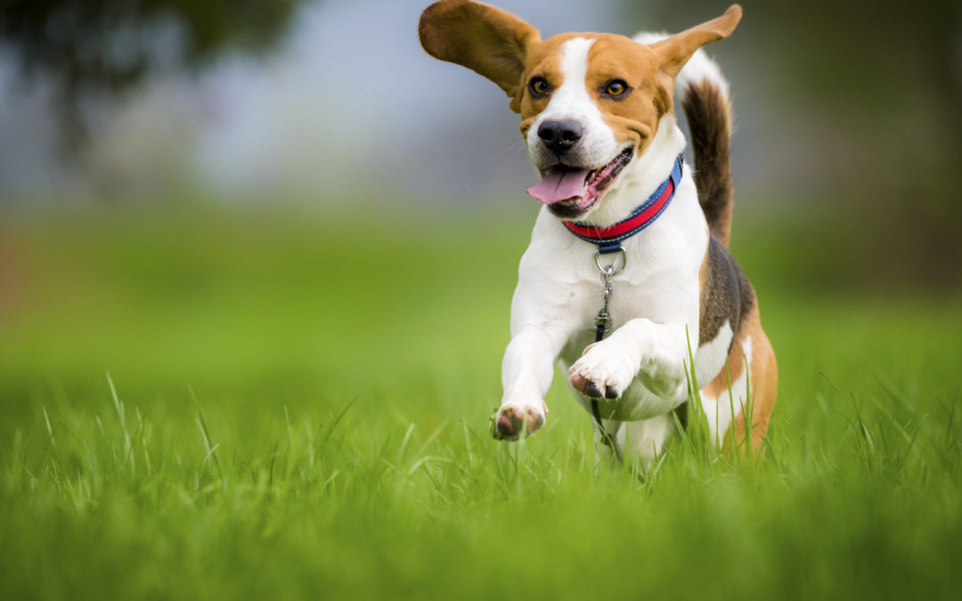 Dog Training Rogers | Professional Dog Trainers Who Train Dogs