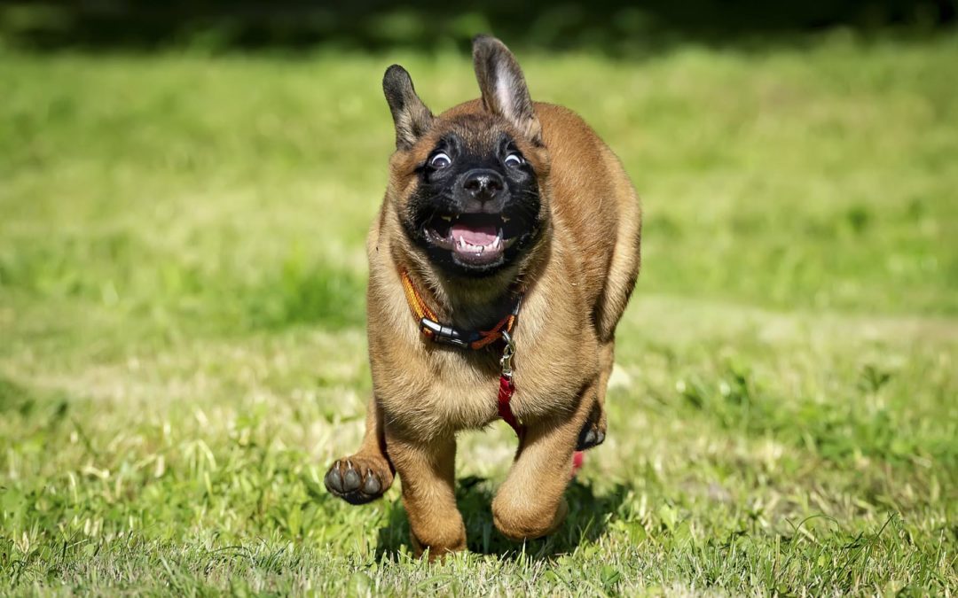 Best Dog Training Orlando | Jump On Our Training