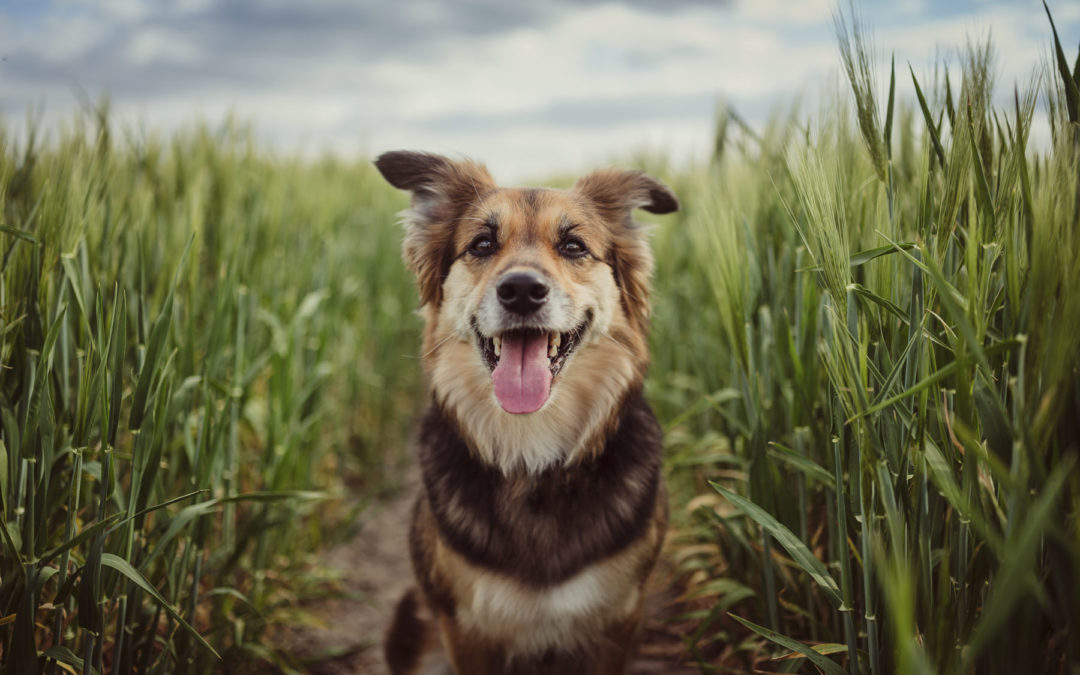 Oklahoma City Dog Trainers | We Provide Affordable Dog Training