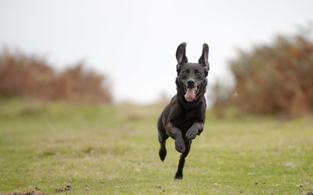 Oklahoma Dog Trainers | Train Your Dog To Thrive!