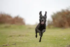 Oklahoma Dog Trainers