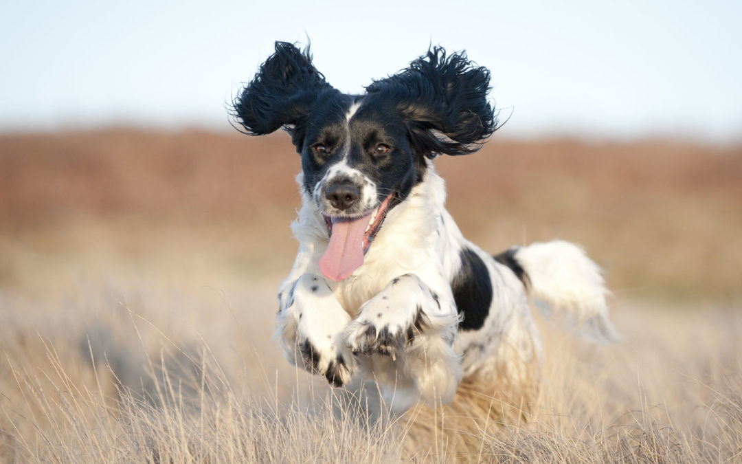 Meridian Idaho Puppy Training | The Best In The Area