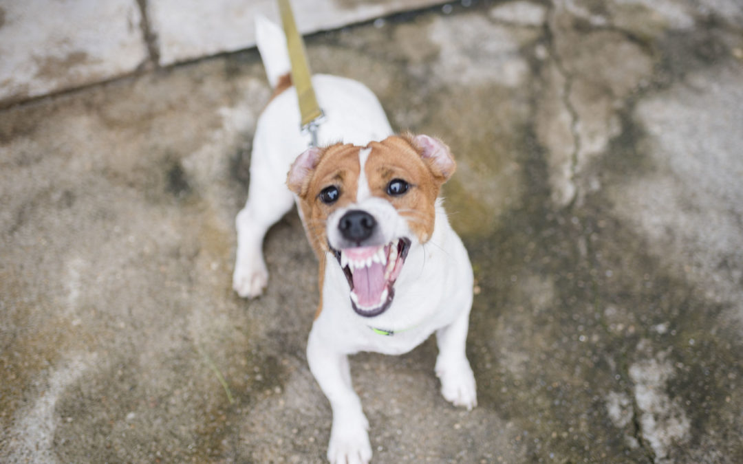 Dog Training Fort Smith | We Have The Best Prices In Your Region