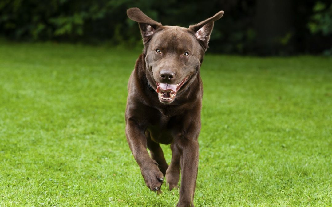 Tulsa Dog Training | Comprehensive Dog Training Coverage
