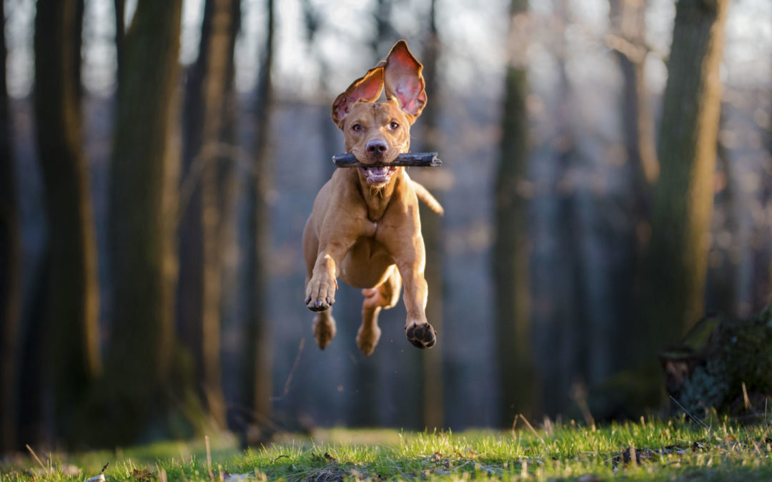 Dogs In Owasso | We Have The Top Training Programs