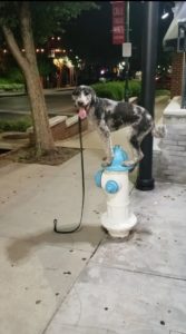 Top Dog Training Fayetteville
