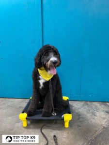 Top Gilbert AZ Dog Training | Obeying Dog Guaranteed