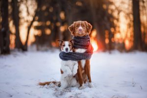 Dog Training Troy MI