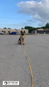 Find Dog Training Keller Texas