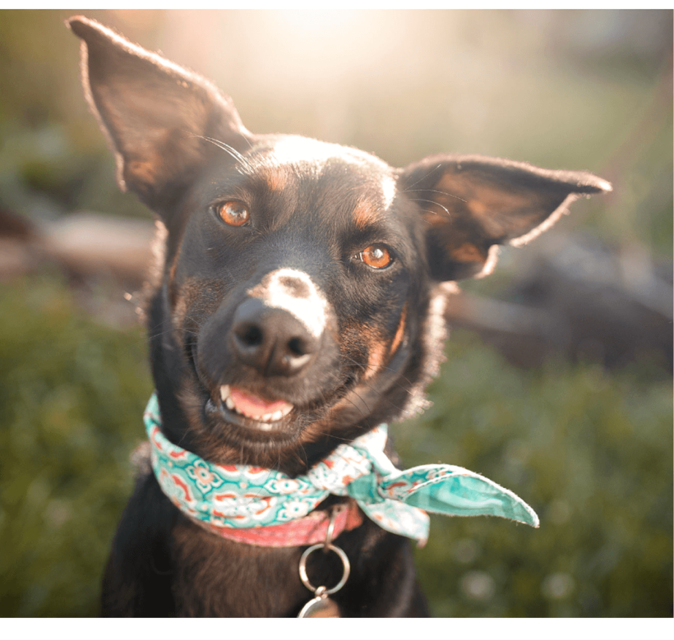 Tip Top K9 McKinney McKinney Dog Training Dog Training McKinney