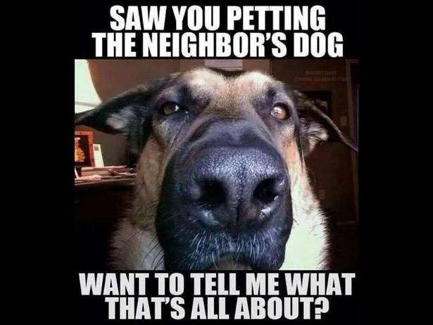 Amusing Belgian Shepherd Puppy Meme