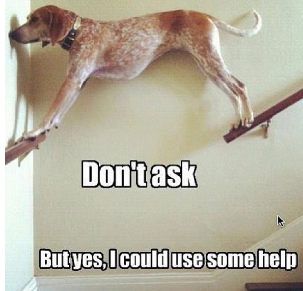 Amusing English Setter Pooch Meme