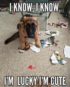 Amusing German Shepherd Dog Meme