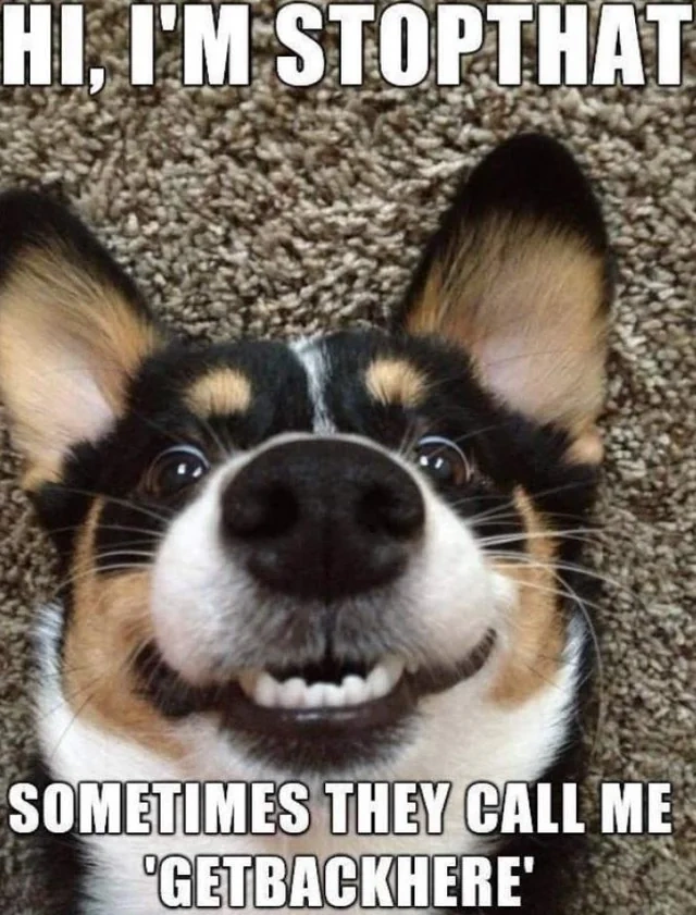 Amusing Golden Retriever Dog Image