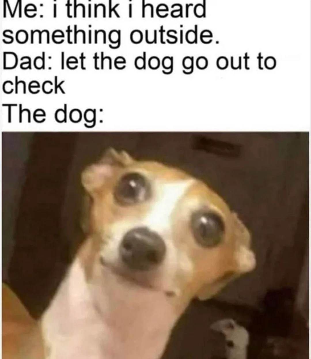 Amusing Greyhound Dog Meme