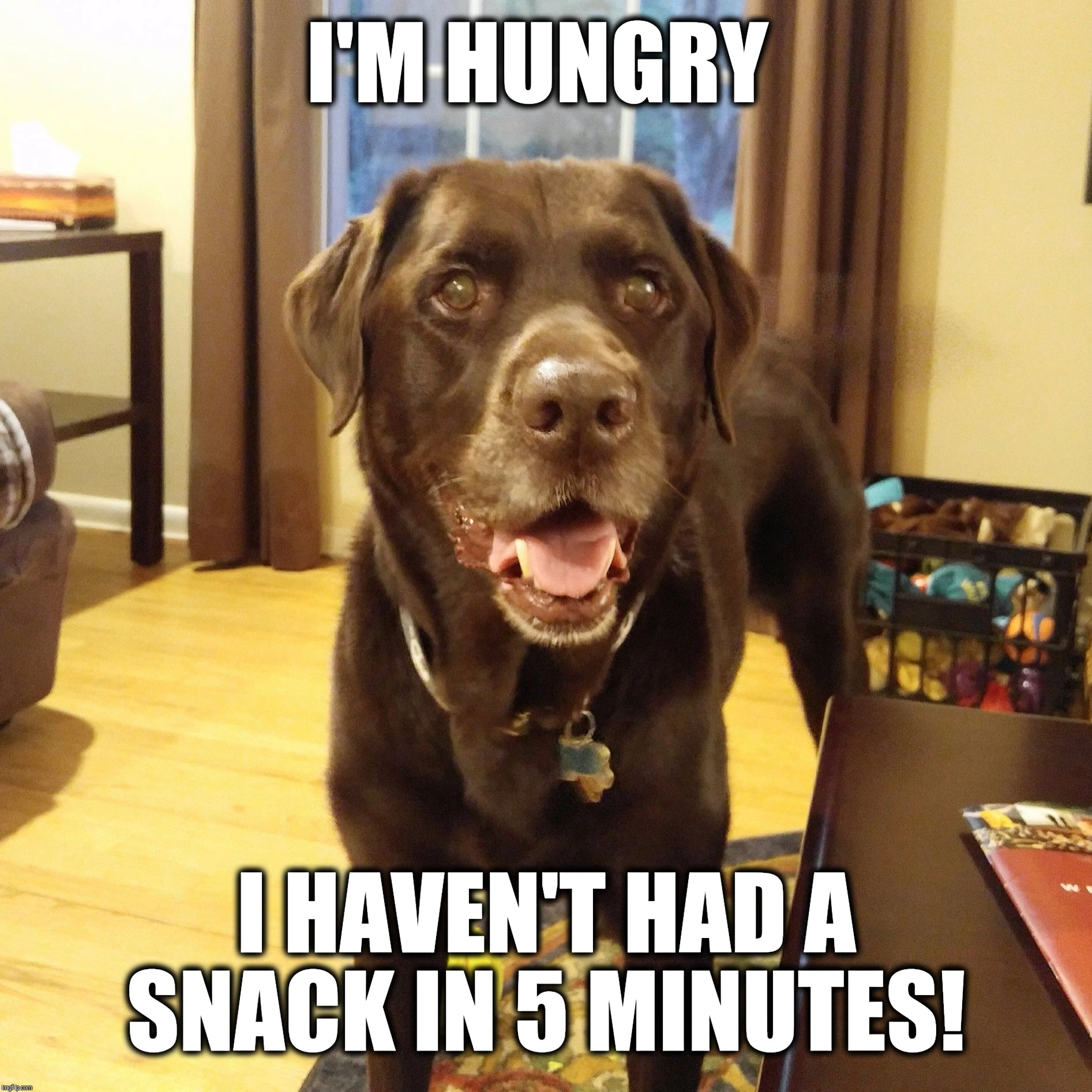 Amusing Lab Pooch Meme