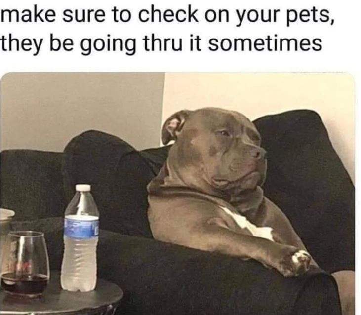 Amusing Pit Bull Pup Meme