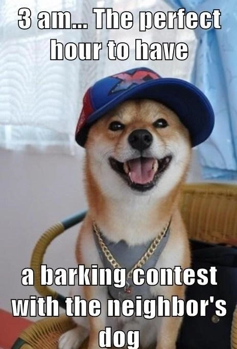 Amusing Shiba Inu Pup Meme