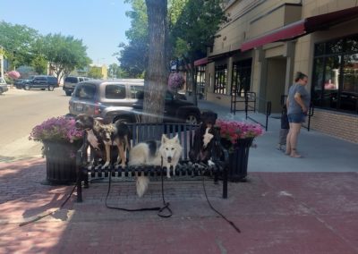 Boise Dog Training 20190802 143926