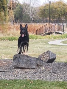 Boise Dog Training 20191028 161134
