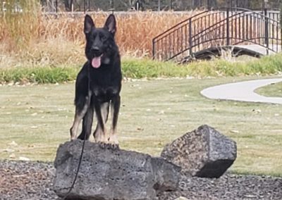 Boise Dog Training 20191028 161134