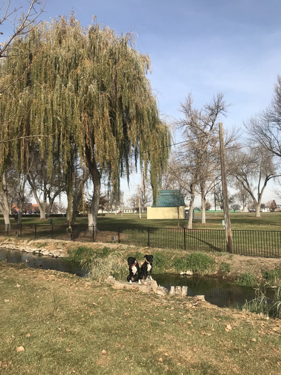 Quality Dog Training Tulsa | We Will Help With Your Dog! We Have Your Back