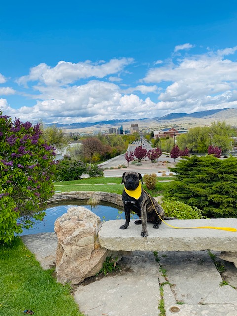 Boise Dog Training Image1 (4)