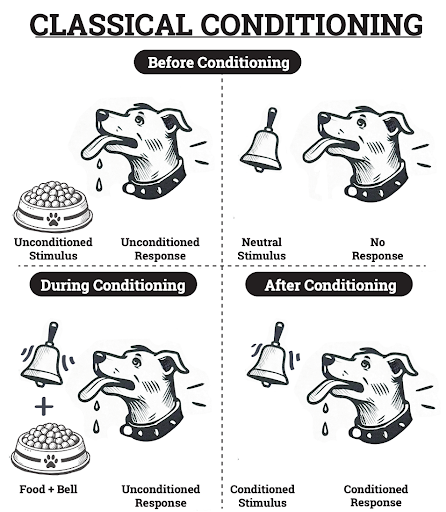 Classical Conditioning