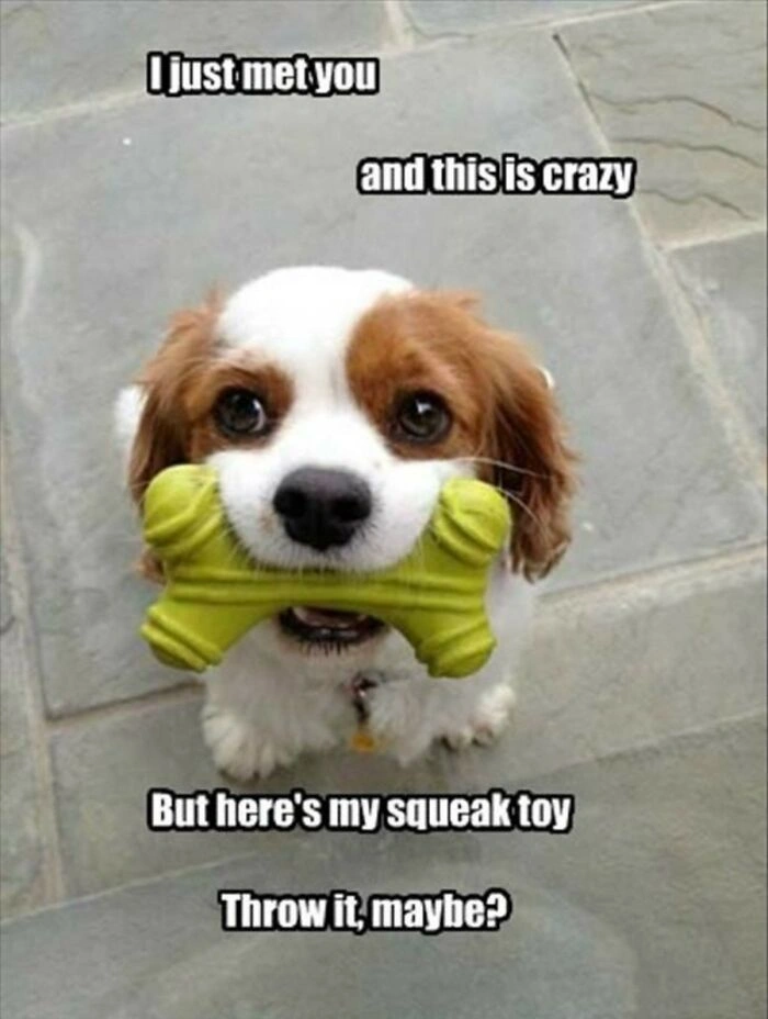Comical Cavalier King Charles Spaniel Funny Dog Meme