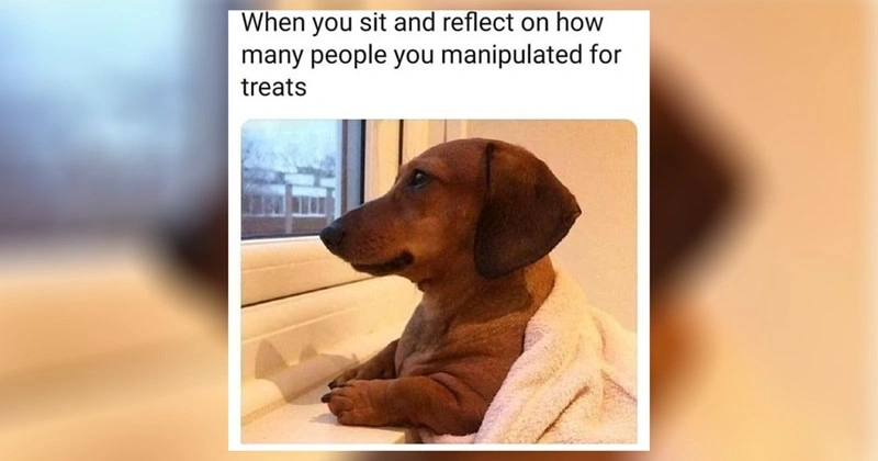 Comical Dachshund Funny Dog Meme