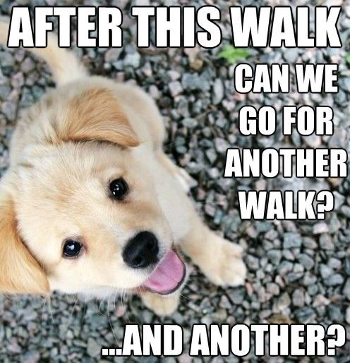Comical Golden Retriever Dog Meme