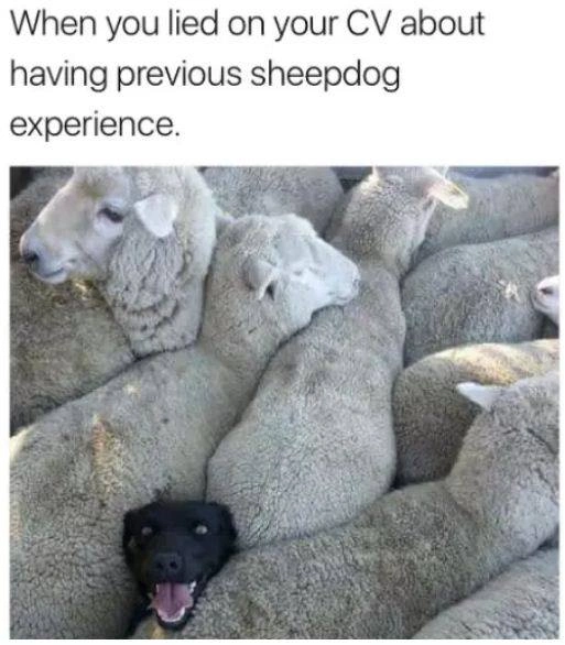 Comical Sheepdog Dog Meme