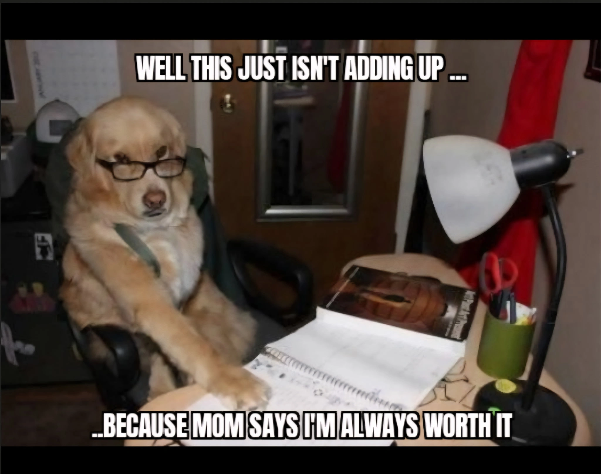 Crazy Labrador Funny Meme