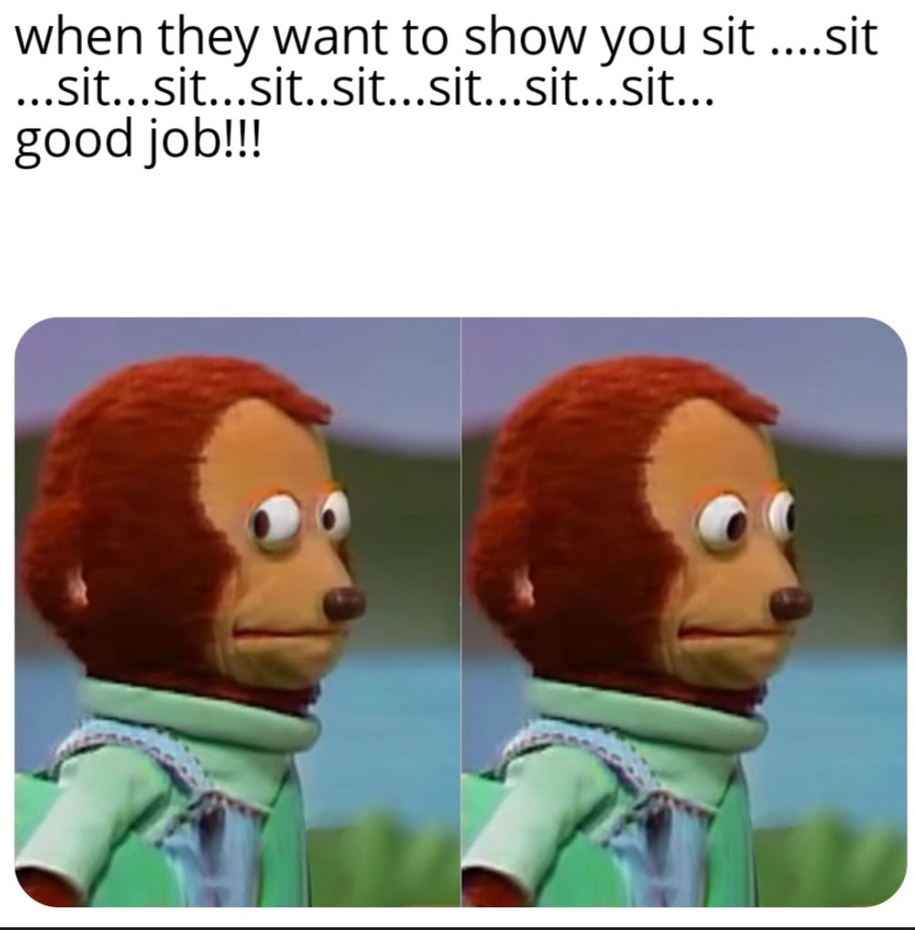 Dog Meme Cartoon Funny