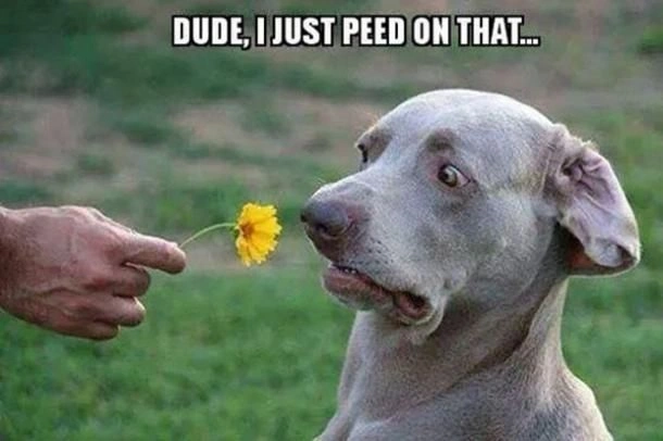 Dog Meme Funny Picture