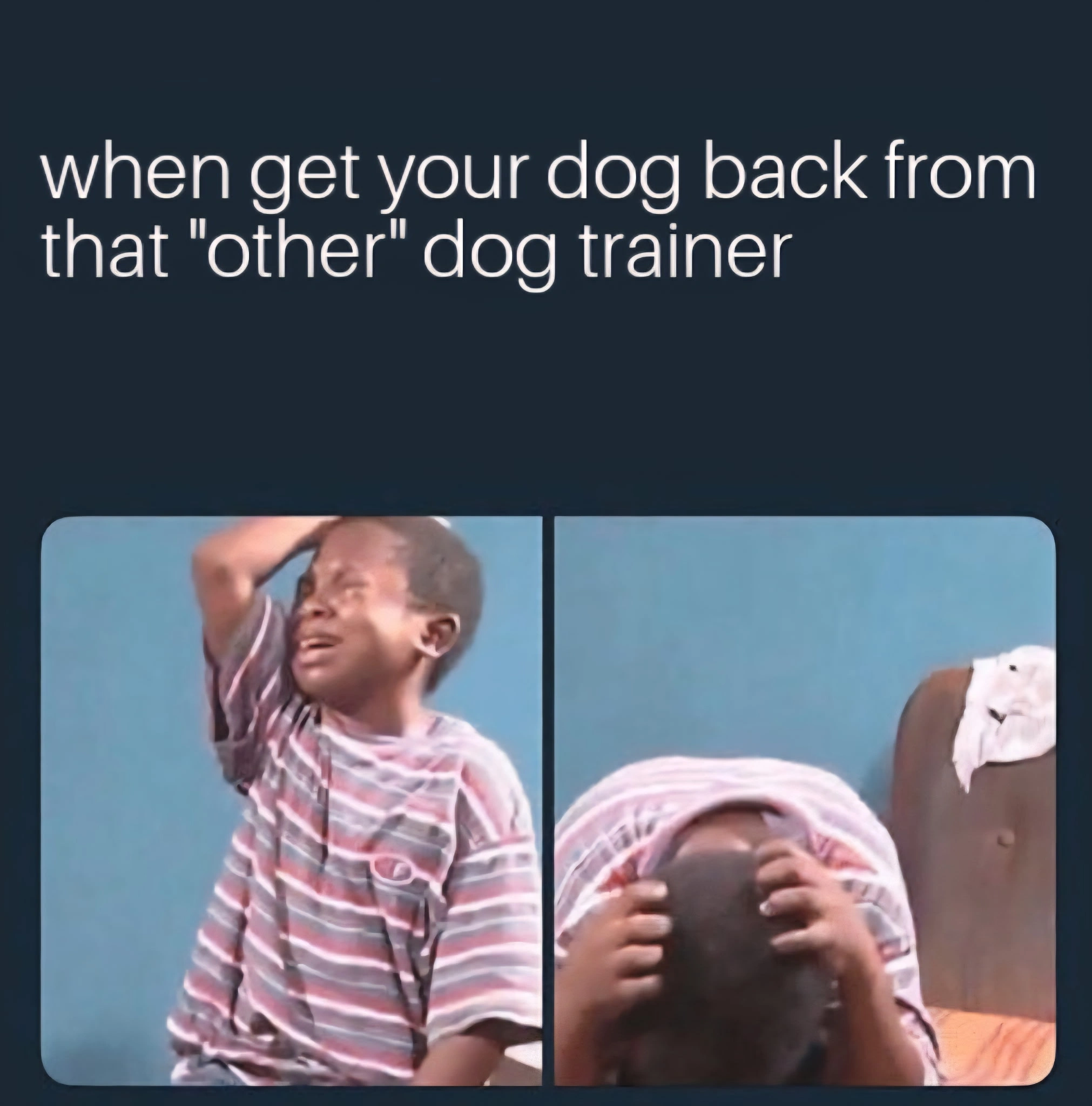 Dog Training Meme Funny
