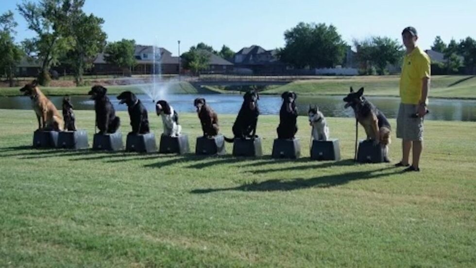 Our Story Tip Top K9 Dog Training Tulsa Tulsa Dog Training