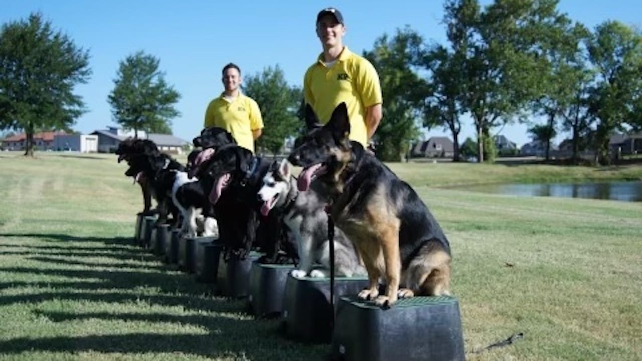 Dog Training Tip Top K9 Our Story IMG 7829