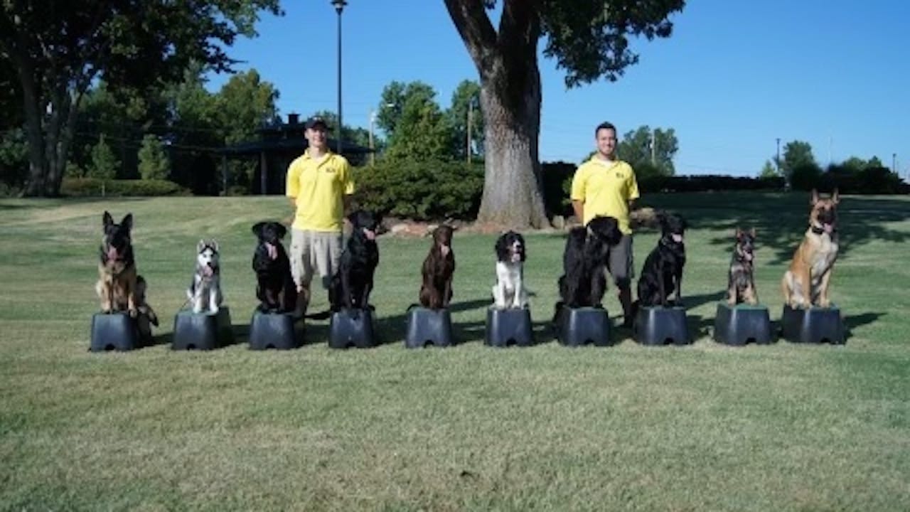 Dog Training Tip Top K9 Our Story IMG 7830