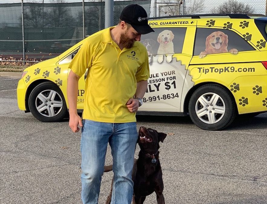 Dog Training Tulsa | We Give You Many Options.