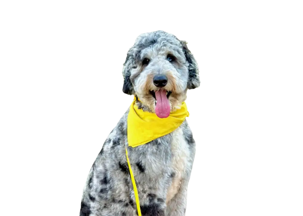 Dog Yellow Bandana