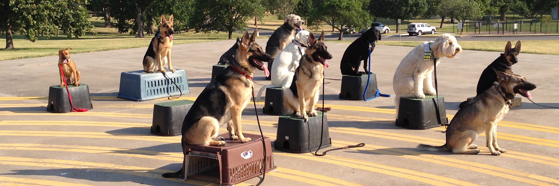 K9 camp sale training