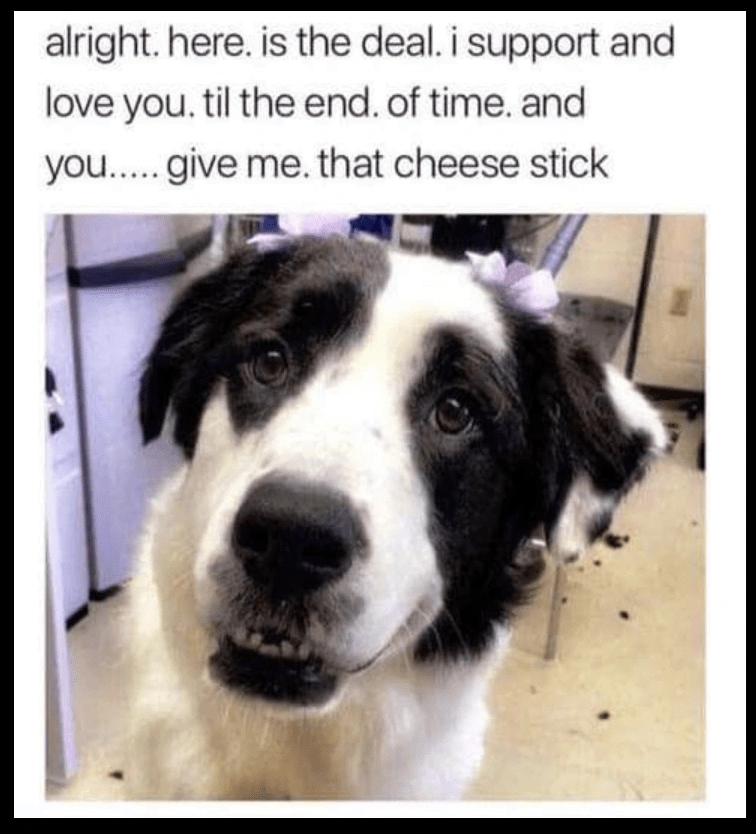 Entertaining Border Collie Dog Photo