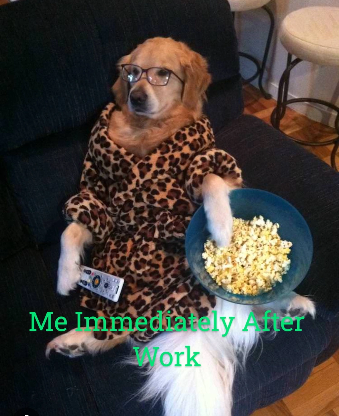 Entertaining Funny Labrador Meme