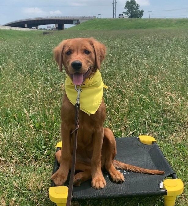 Puppy Training Tulsa 18